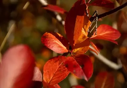 Vibrant Autumn Hues: Close-up of Fiery Red Leaves