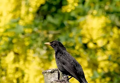 Vibrant Yellow Bloom: Blackbird's Natural Perch
