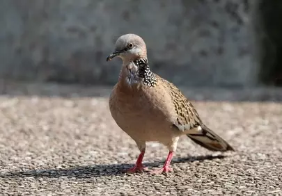 Elegant Spotted Dove Rests Serene on Urban Sidewalk