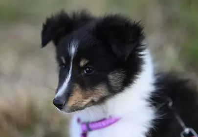 Adorable Shetland Sheepdog Puppy Portrait: Fluffy & Cute