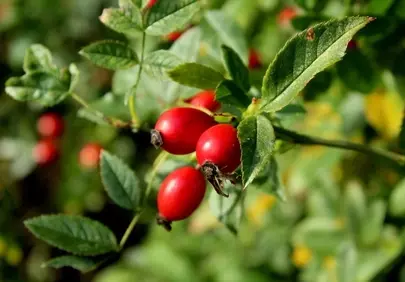 Vibrant Red Rosehips: Nature's Vitamin C Powerhouse