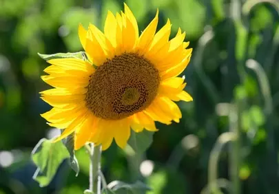 Golden Radiance: Vibrant Summer Sunflower Close-Up
