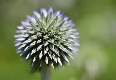 Stunning Globe Thistle: A Spiky Blue-Green Bloom