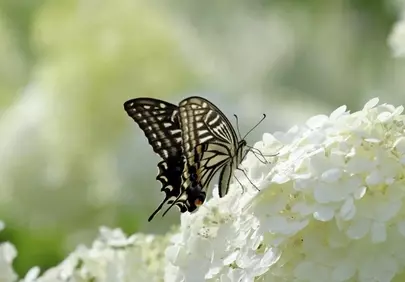 Exotic Butterfly Gracefully Rests on White Hydrangea in Nature's Embrace