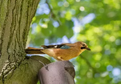 Vibrant Jay Perched on Gutter with Lush Greenery
