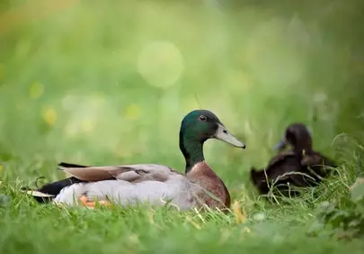Serene Duck Resting in Lush Green Spring Grass