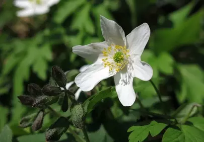 Enchanting Wood Anemone: A Glimmer of Spring