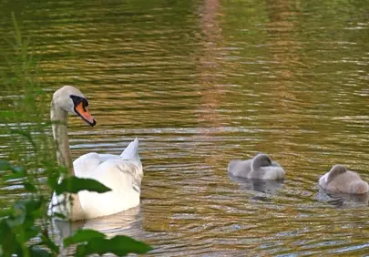 Serene Sunset: Swan Family's Tranquil Lake Reflection