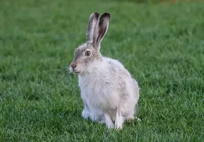 Enchanting Winter Hare: A Majestic Mammal in Its Natural Habitat