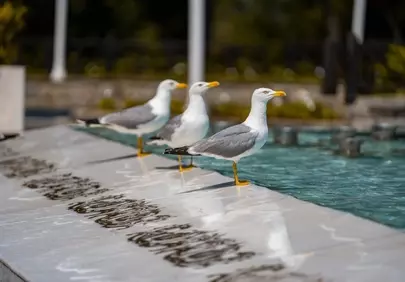 Serene Seagulls: Summer Fountain Retreat