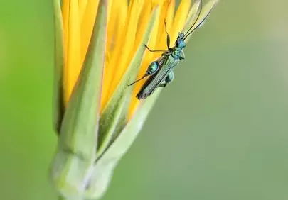 Vibrant Green Beetle on Blooming Yellow Flower