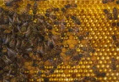 Buzzing Life: A Close-Up of Bees Nurturing Their Golden Honeycomb