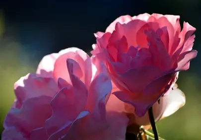 Stunning Backlit Pink Roses: Vibrant Floral HD Wallpaper