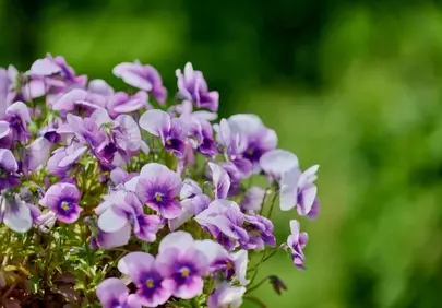 Vibrant Viola Pansy Cluster: Delicate Purple Blooms in Spring