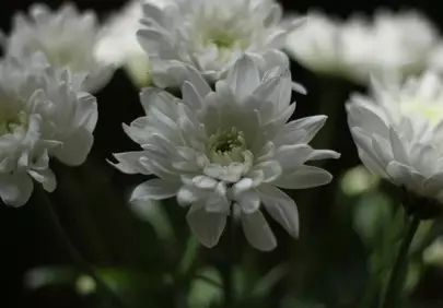 Delicate White Chrysanthemums: Nature's Elegant Charm