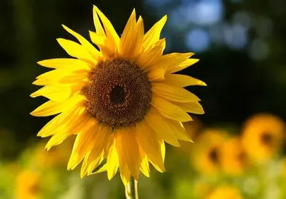 Vibrant Sunflower in Golden Sunlight