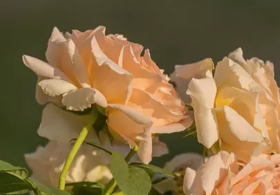 Delicate Blooming Roses: A Symphony of Pink and Orange Hues