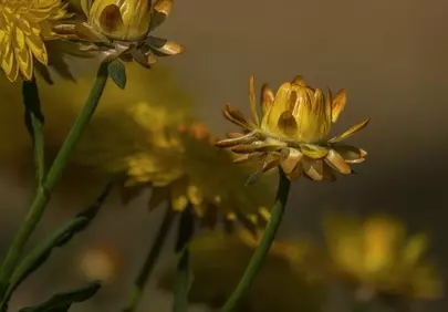 Vibrant Golden Everlasting Flowers in a Summer Garden