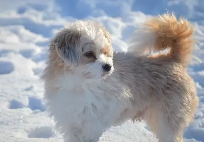 Charming Bolonka Dog: A Winter Wonderland Companion