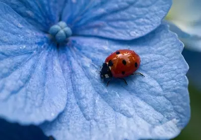 Vibrant Ladybug Rests on a Delicate Blue Hydrangea Bloom