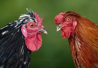 Intense Rivalry: Roosters Face Off in Vivid Close-Up