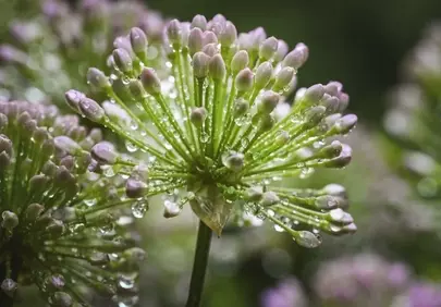 Enchanting Dewdrops Adorning Wild Garlic Buds in Spring