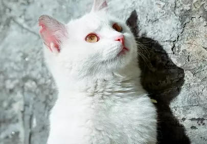 Enchanting White Kitten Gazing Upwards in Sunlight