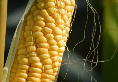 Vibrant Golden Corn: Fresh from the Farm Harvest