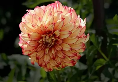 Stunning Two-Tone Dahlia Bloom in Late Summer Garden