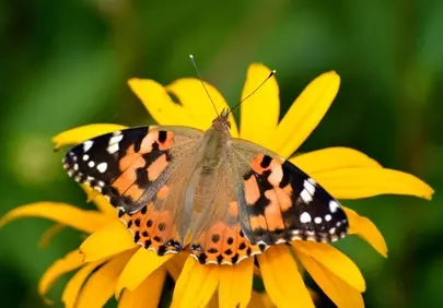 Vibrant Butterfly on Coneflower: Nature's Painted Lady Delight