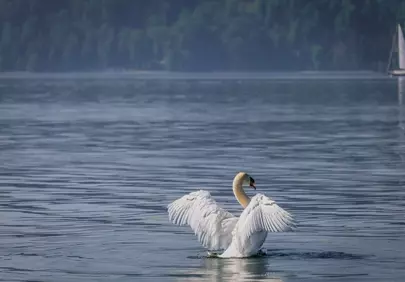 Majestic Swan Spreading Wings on a Serene Lake
