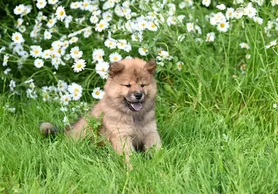 Adorable Eurasier Puppy: Joyful Play Amidst Summer Blooms