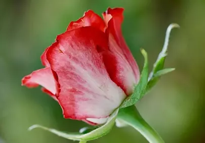 Vibrant Bicolor Rose Bud: A Spring Garden's Delicate Embrace