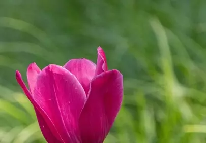 Vibrant Pink Tulip Blooms in Sun-Drenched Spring Garden