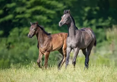 Graceful Foals: Arabian Horses Frolicking in Spring Meadow