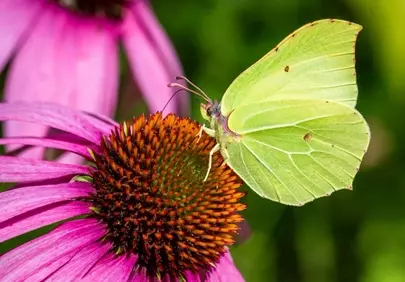Vibrant Purple Coneflower Hosts a Brilliant Yellow Butterfly