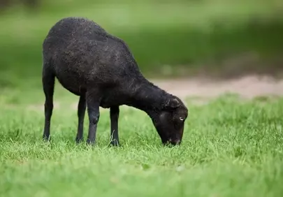 Serene Black Lamb Grazing in Lush Spring Meadow