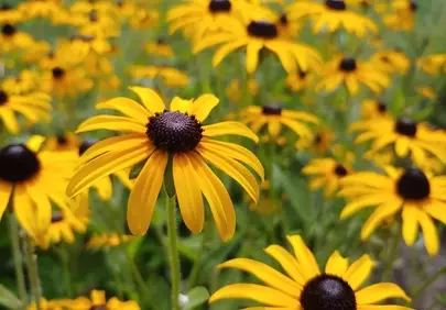 Vibrant Black-Eyed Susans: Summer Meadow's Golden Glow