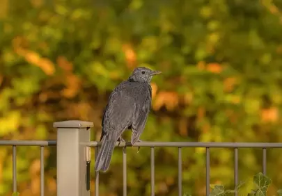 Serene Songbird Perched on Fence in Golden Autumn Light