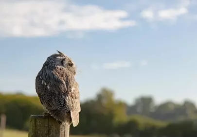 Majestic Owl Perched: Nature's Gaze on a Sunny Day