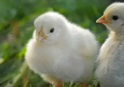 Adorable Fluffy Chick: A Symbol of Spring's Joy