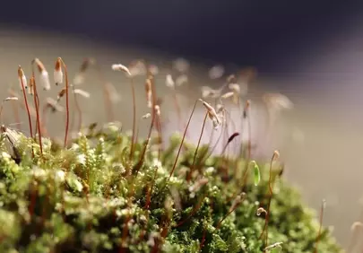 Vibrant Macro: Discovering the Microscopic World of Blooming Moss