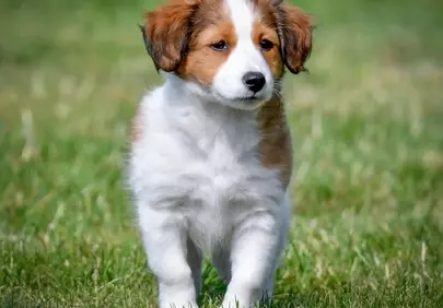 Adorable Puppy Portrait: Tiny Paws, Big Charm