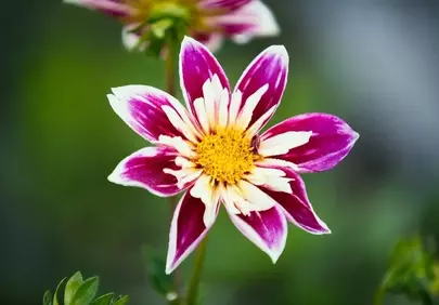 Vibrant Dahlia Blossom: A Striking Purple and White Beauty