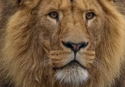 Majestic Mane: Captivating Lion Portrait in Nature