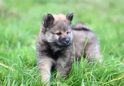 Adorable Eurasier Puppy: A Fluffy Friend in Nature