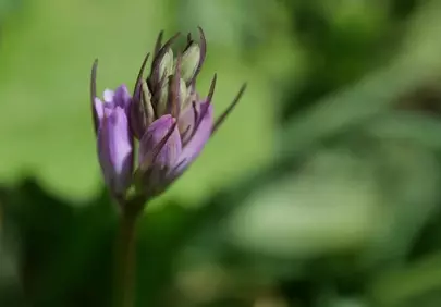 Vibrant Purple Bloom: A Close-up of Spring's Awakening