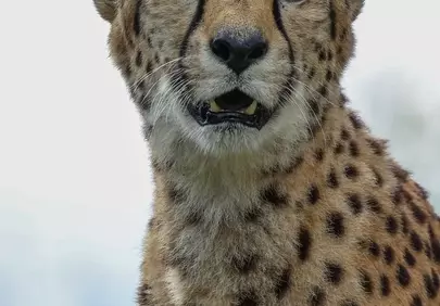 Intense Gaze: Cheetah's Powerful Stare in the Wild