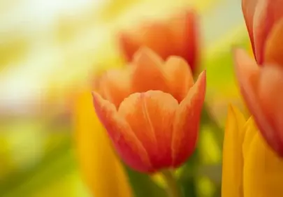 Vibrant Spring Tulips: Orange and Yellow Bloom Wallpaper