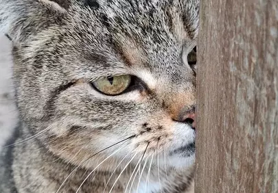 Captivating Gaze: Curious Tabby Peeking from Behind Wood